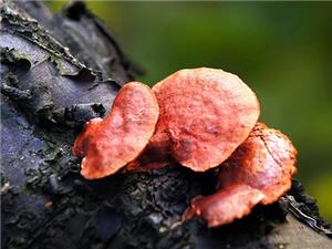 【源宇生物科技】為什么破壁靈芝孢子粉小孩不能吃？